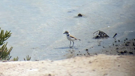 Binoculars for birdwatching